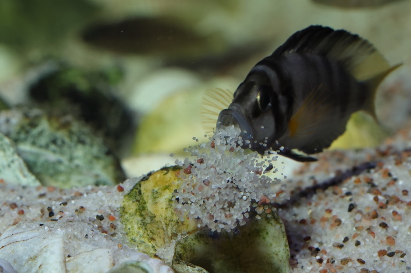 Altolamprologus sp. 'compressiceps shell' Sumbu